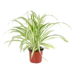 Хлорофитум горшечный